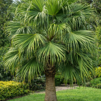 Livistona čínska (Livistona Chinensis) - výška 20-30 cm, kont. C15L ( -4/-9°C) 
